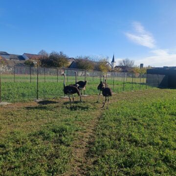 Struți africani și păsările emu, ultimele atracții de la micul colț zoo de la Ițcani al fermierului Mihai Flutur