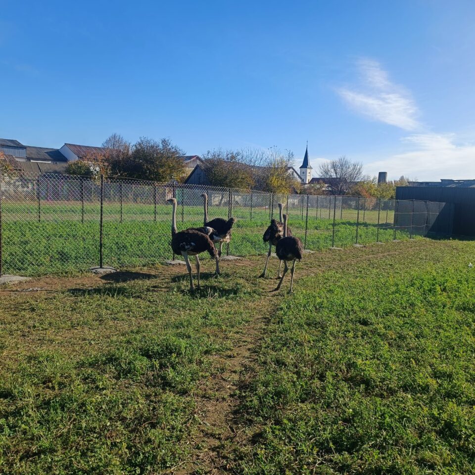 Struți africani și păsările emu, ultimele atracții de la micul colț zoo de la Ițcani al fermierului Mihai Flutur