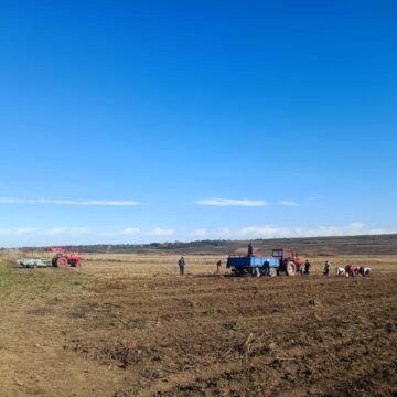 Recoltarea cartofilor, întârziată din cauza ploilor