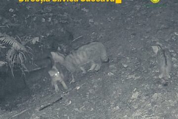 Trei pui de pisică sălbatică, filmați pe lângă mama lor, la Ocolul Silvic Marginea Trei pui de pisică sălbatică, filmați pe lângă mama lor, la Ocolul Silvic Marginea