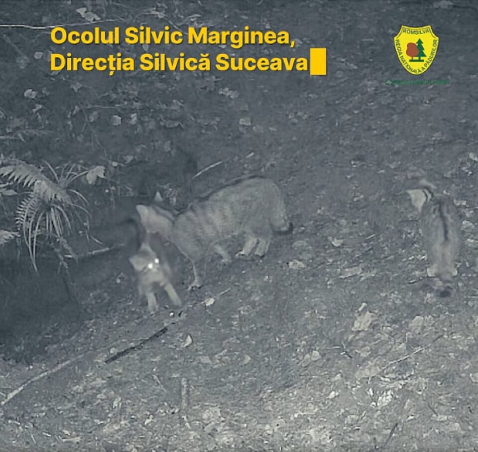 Trei pui de pisică sălbatică, filmați pe lângă mama lor, la Ocolul Silvic Marginea