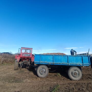 Recoltarea cartofilor, întârziată din cauza ploilor