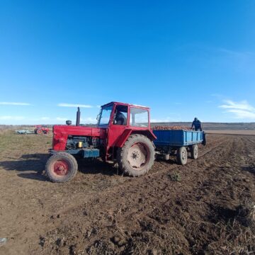 Recoltarea cartofilor, întârziată din cauza ploilor