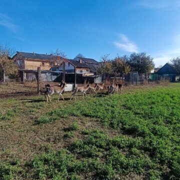 Struți africani și păsările emu, ultimele atracții de la micul colț zoo de la Ițcani al fermierului Mihai Flutur