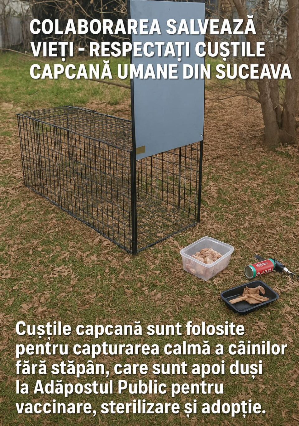 Cuști capcană amplasate în Suceava pentru prinderea câinilor vagabonzi