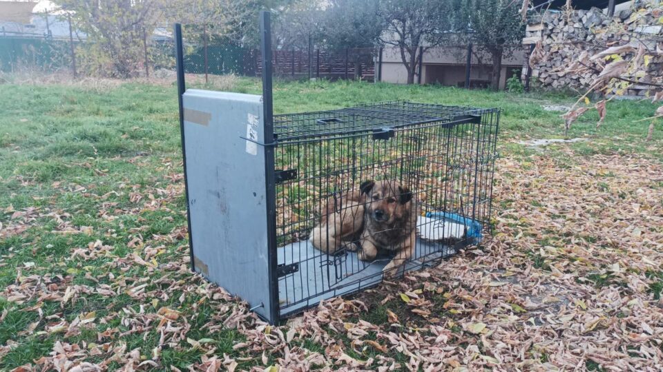 Cuști capcană amplasate în Suceava pentru prinderea câinilor vagabonzi
