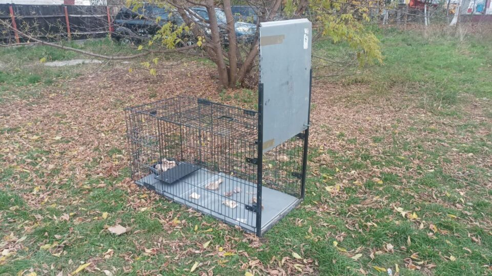 Cuști capcană amplasate în Suceava pentru prinderea câinilor vagabonzi