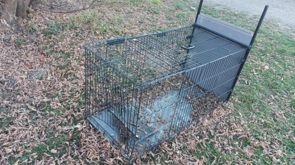 Cuști capcană amplasate în Suceava pentru prinderea câinilor vagabonzi