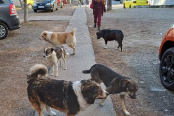 Înmulțirea numărului de câini din Suceava, suprapusă peste un context rabic foarte periculos