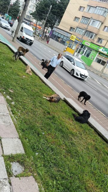 Înmulțirea numărului de câini din Suceava, suprapusă peste un context rabic foarte periculos