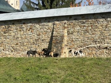 Înmulțirea numărului de câini din Suceava, suprapusă peste un context rabic foarte periculos