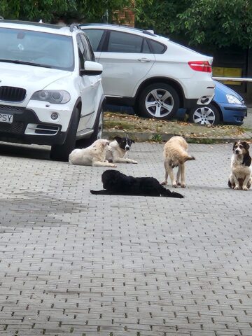 Înmulțirea numărului de câini din Suceava, suprapusă peste un context rabic foarte periculos