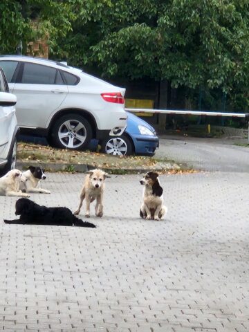 Înmulțirea numărului de câini din Suceava, suprapusă peste un context rabic foarte periculos