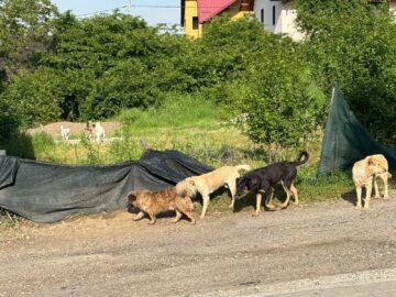 Înmulțirea numărului de câini din Suceava, suprapusă peste un context rabic foarte periculos