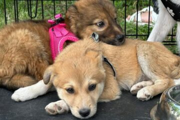 Târg de adopții de câini, duminică, la Shopping City Suceava Târg de adopții de câini, duminică, la Shopping City Suceava