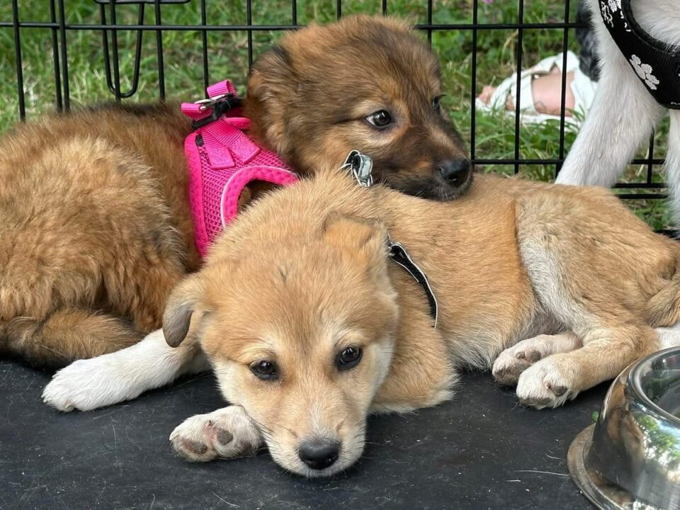 Târg de adopții de câini, duminică, la Shopping City Suceava