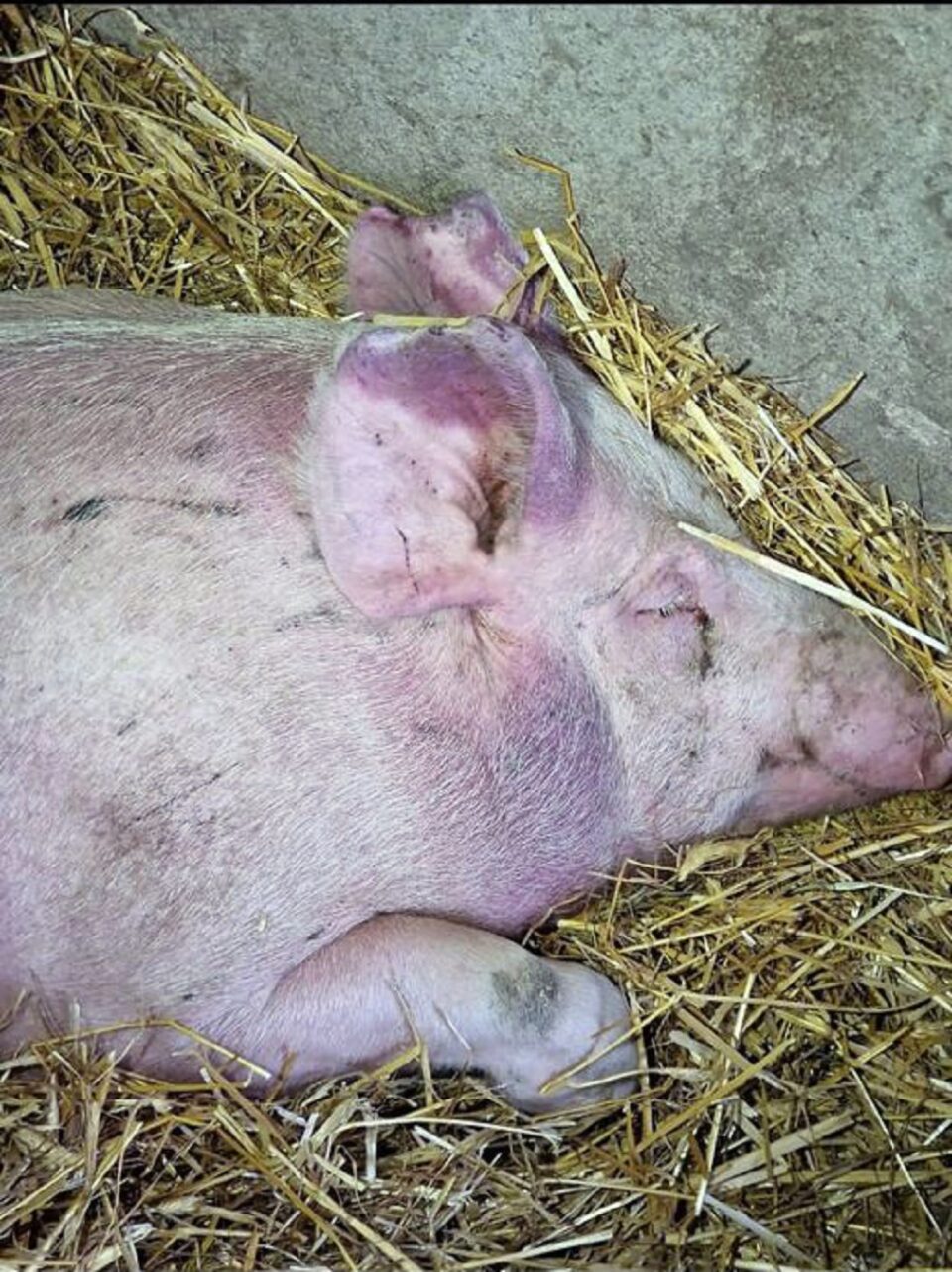 Sanitar-veterinarii se pregătesc să închidă și ultimul focar de pestă porcină, dar pericolul bate la ușă dinspre Botoșani