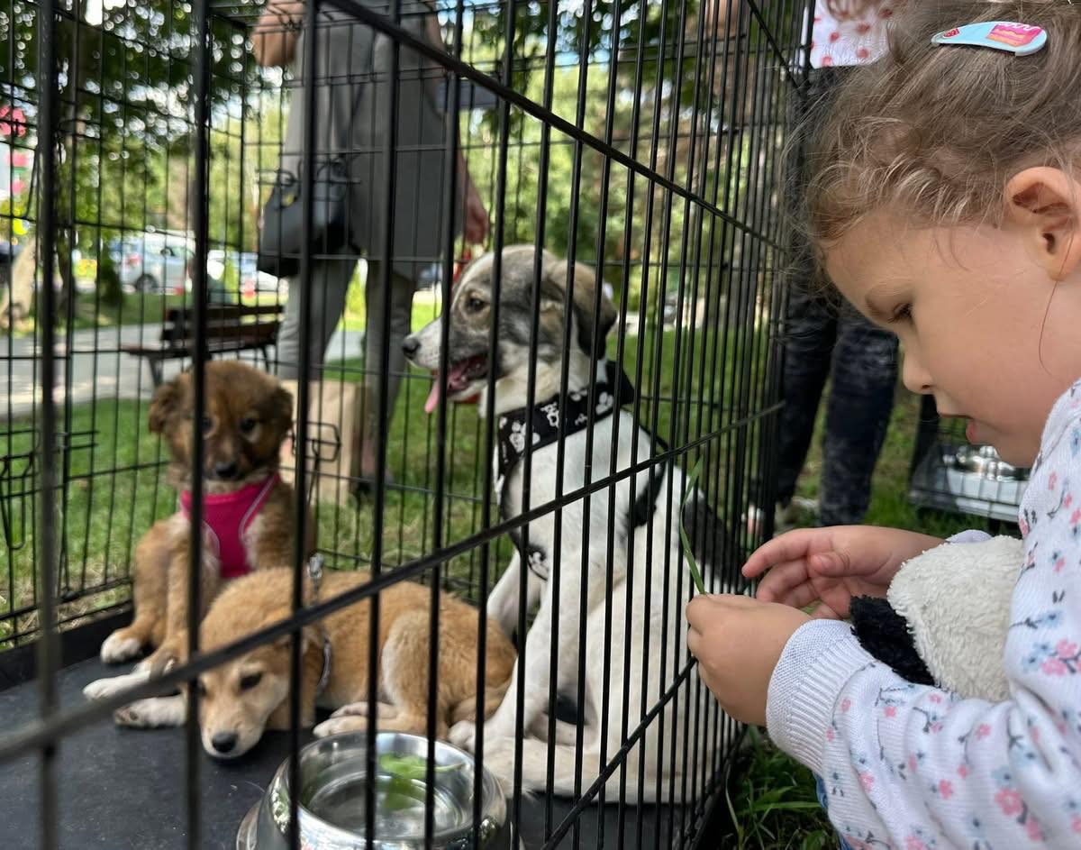 Târg de adopții de câini, duminică, la Shopping City Suceava