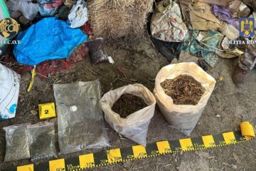 De la bărbat au fost ridicate 12-14 kilograme plante de canabis De la bărbat au fost ridicate 12-14 kilograme plante de canabis