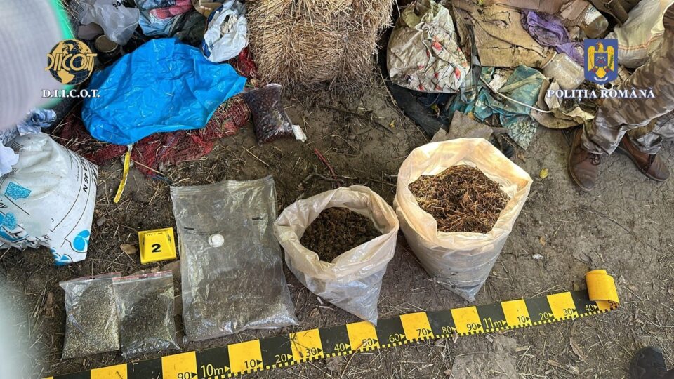 De la bărbat au fost ridicate 12-14 kilograme plante de canabis De la bărbat au fost ridicate 12-14 kilograme plante de canabis