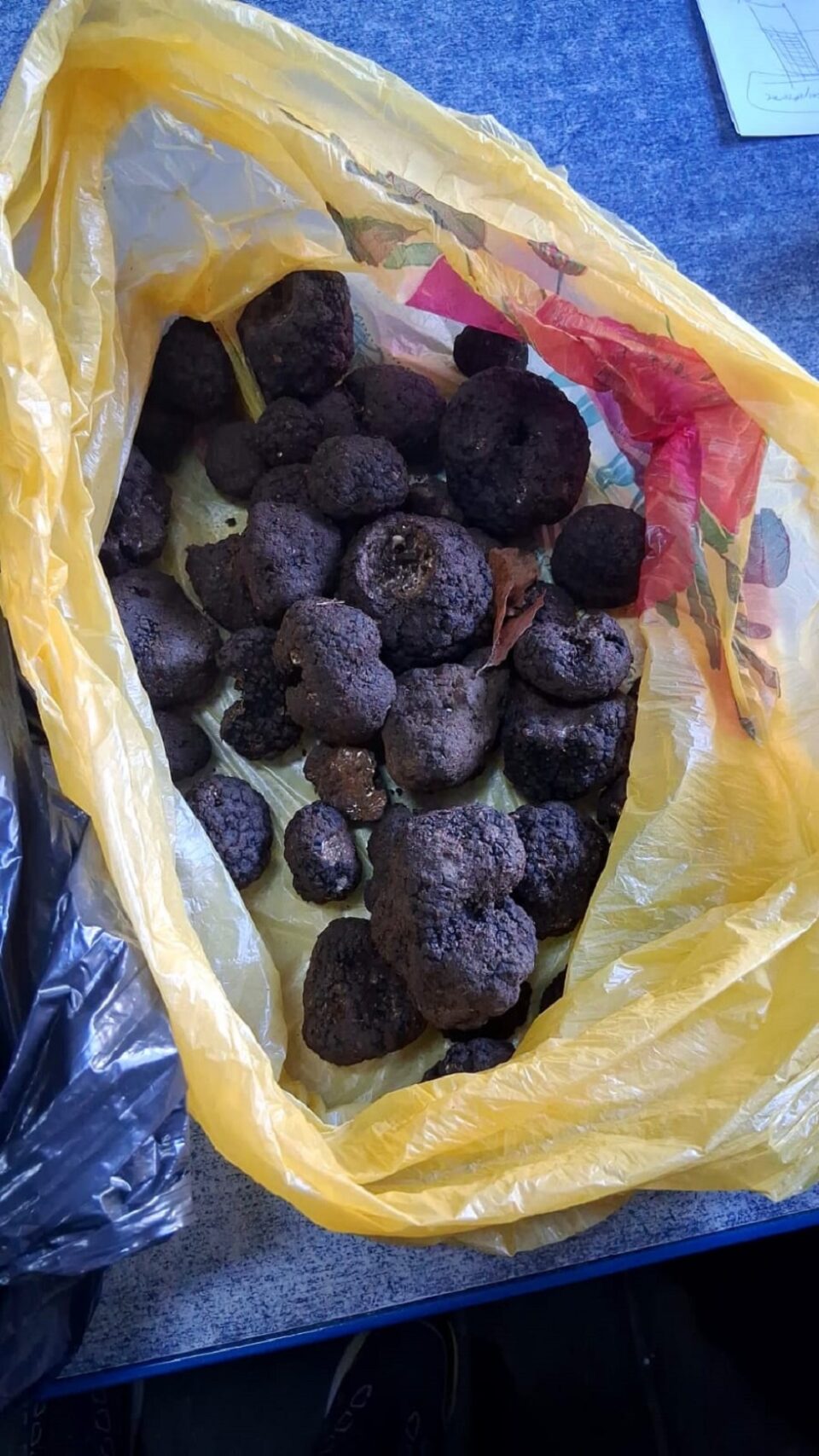 Doi bărbați, amendați și lăsați fără 2,6 kg de trufe Doi bărbați, amendați și lăsați fără 2,6 kg de trufe