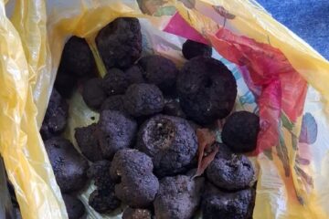 Doi bărbați, amendați și lăsați fără 2,6 kg de trufe Doi bărbați, amendați și lăsați fără 2,6 kg de trufe