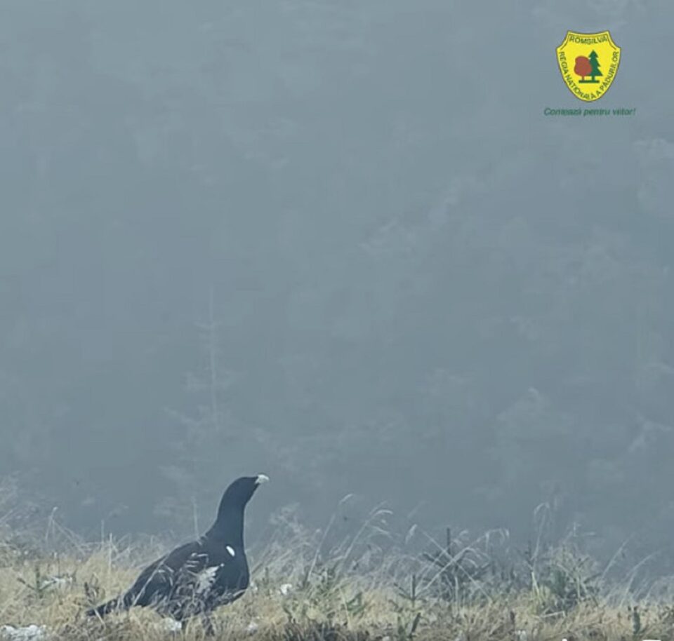 Cocoși de munte în timpul ”rotitului fals”, filmați într-o pădure din Suceava