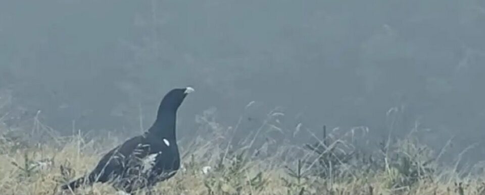 Cocoși de munte în timpul ”rotitului fals”, filmați într-o pădure din Suceava