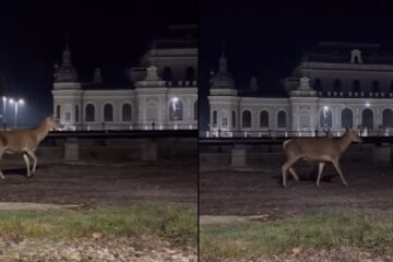 Căprioare ieșite la plimbare în fața Cazinoului din Vatra Dornei Căprioare ieșite la plimbare în fața Cazinoului din Vatra Dornei