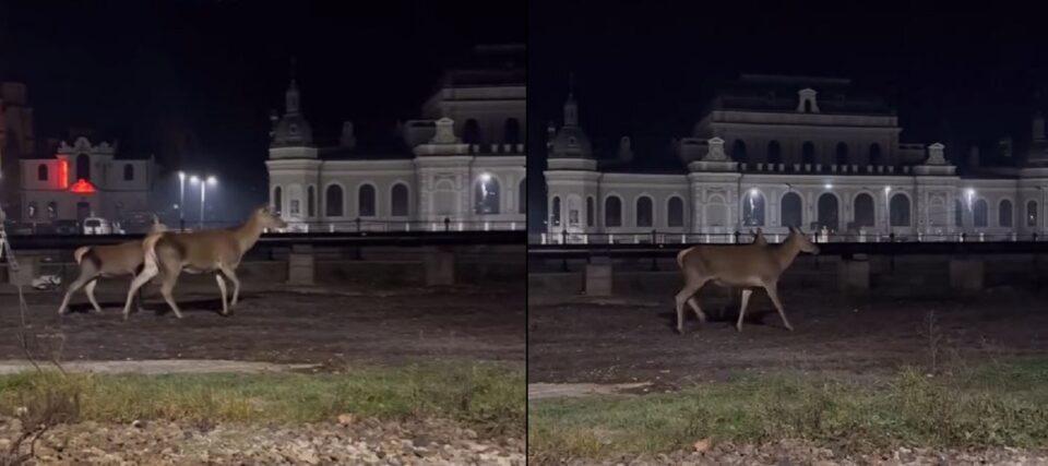 Căprioare ieșite la plimbare în fața Cazinoului din Vatra Dornei Căprioare ieșite la plimbare în fața Cazinoului din Vatra Dornei