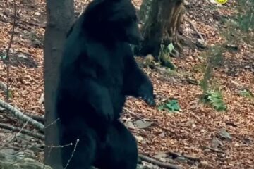 Urși bruni uriași, filmați la Broșteni, vedete pe pagina RNP Urși bruni uriași, filmați la Broșteni, vedete pe pagina RNP