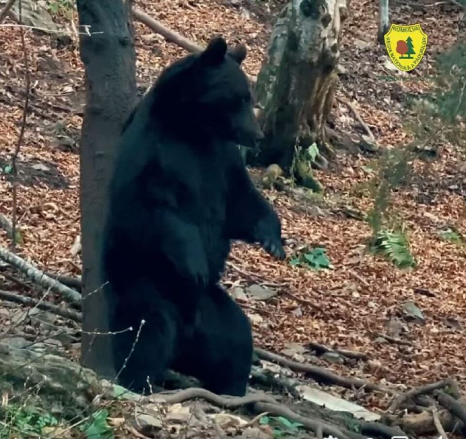 Urși bruni uriași, filmați la Broșteni, vedete pe pagina RNP