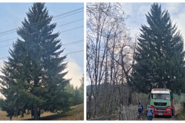 Un molid de 25 de metri, de la OS Breaza, pomul de sărbători din inima cartierului Burdujeni Un molid de 25 de metri, de la OS Breaza, pomul de sărbători din inima cartierului Burdujeni