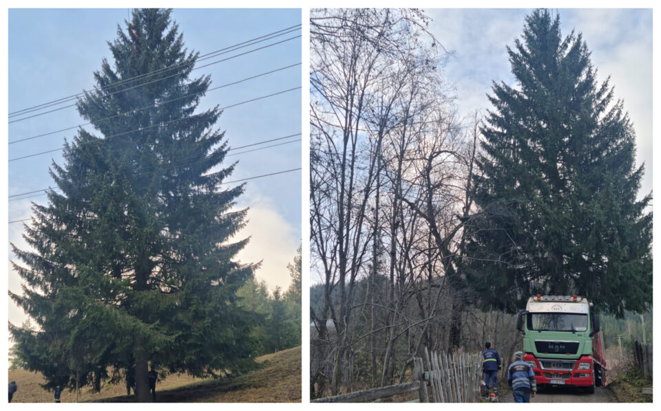 Un molid de 25 de metri, de la OS Breaza, pomul de sărbători din inima cartierului Burdujeni