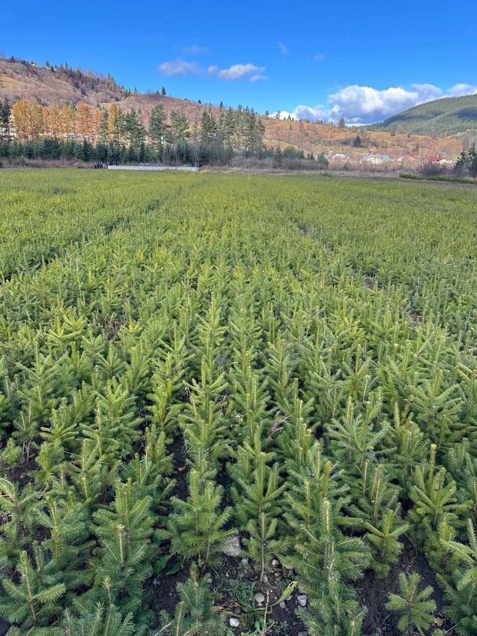 Pepiniera silvică Prisaca Dornei, modernizată și retehnologizată Pepiniera silvică Prisaca Dornei, modernizată și retehnologizată