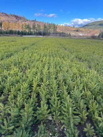 Pepiniera silvică Prisaca Dornei, modernizată și retehnologizată