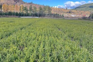 Pepiniera silvică Prisaca Dornei, modernizată și retehnologizată Pepiniera silvică Prisaca Dornei, modernizată și retehnologizată