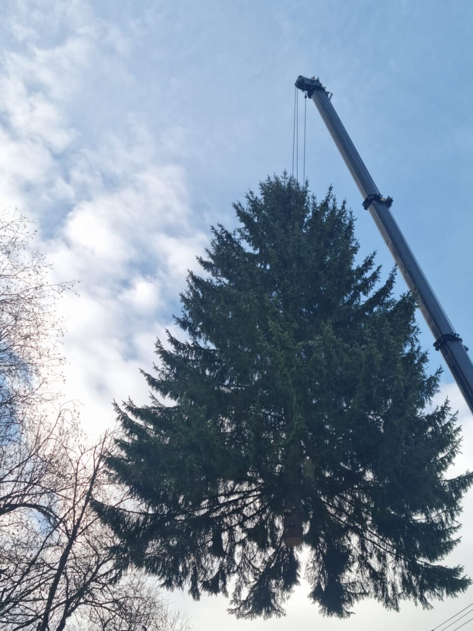 Un molid de 25 de metri, de la OS Breaza, pomul de sărbători din inima cartierului Burdujeni