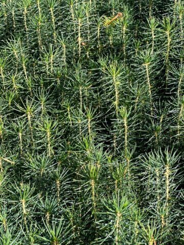 Pepiniera silvică Prisaca Dornei, modernizată și retehnologizată