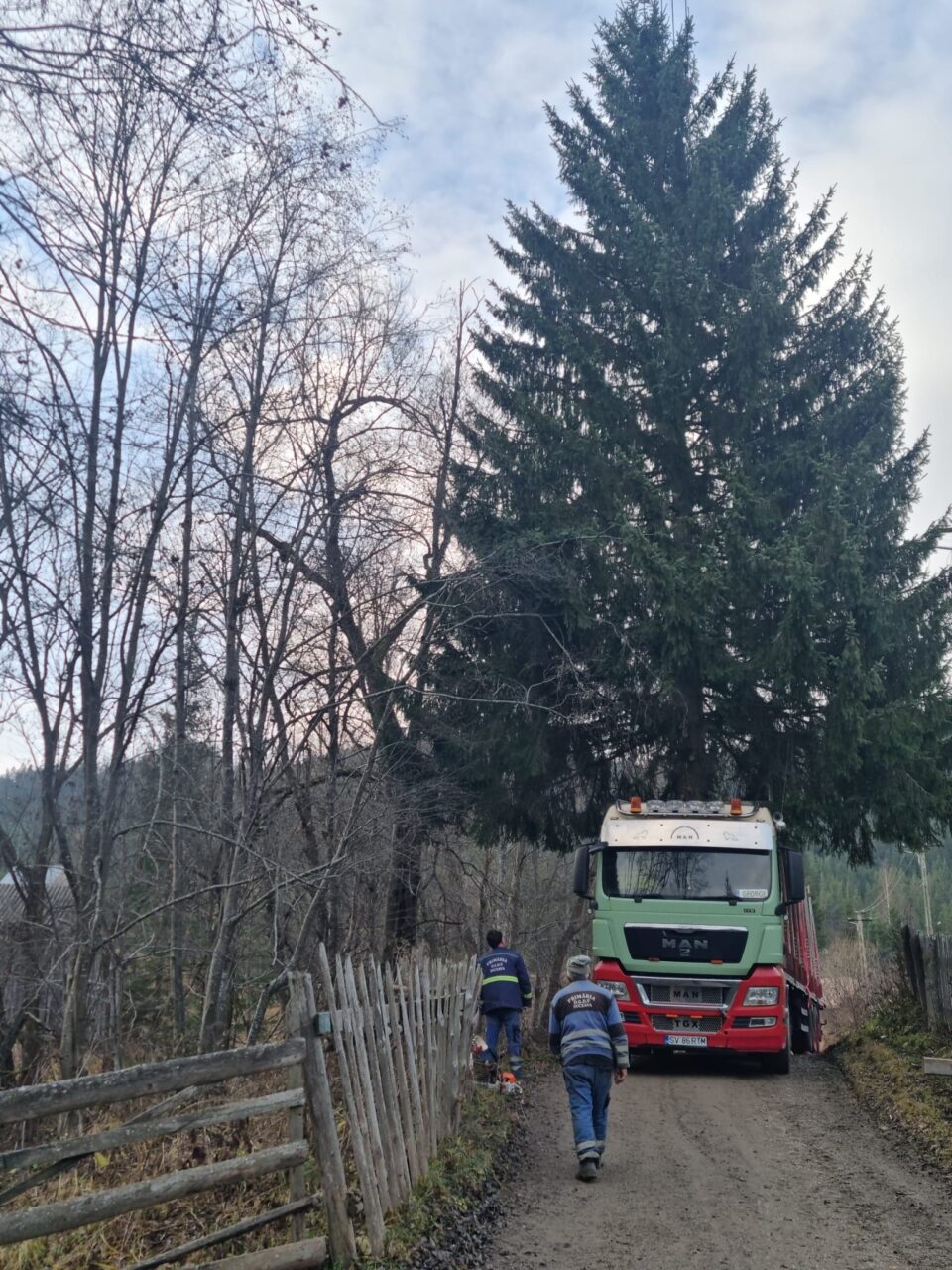 Un molid de 25 de metri, de la OS Breaza, pomul de sărbători din inima cartierului Burdujeni