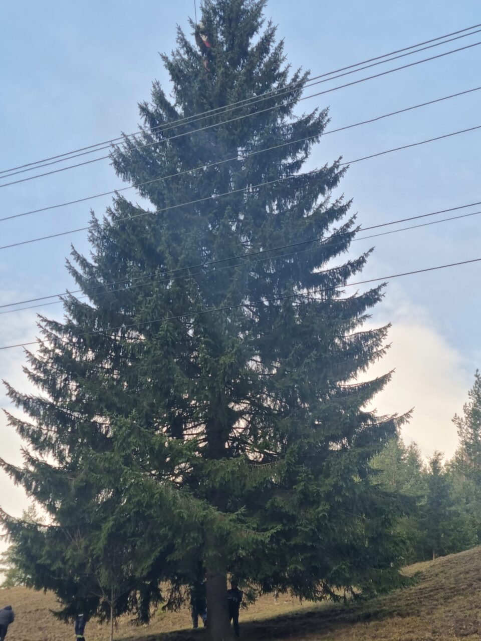 Un molid de 25 de metri, de la OS Breaza, pomul de sărbători din inima cartierului Burdujeni