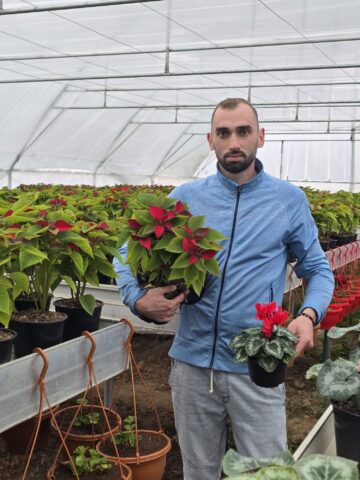 Serele de flori Gălănești: Crăciunițe și Cyclamen, prețuri bune și rezervări pentru revânzători