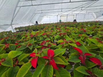 Serele de flori Gălănești: Crăciunițe și Cyclamen, prețuri bune și rezervări pentru revânzători