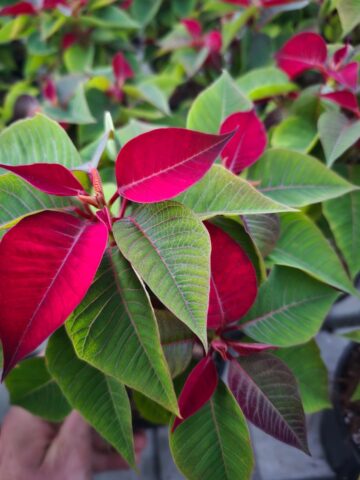 Serele de flori Gălănești: Crăciunițe și Cyclamen, prețuri bune și rezervări pentru revânzători