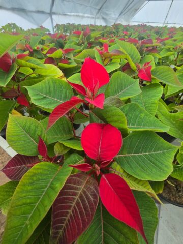 Serele de flori Gălănești: Crăciunițe și Cyclamen, prețuri bune și rezervări pentru revânzători