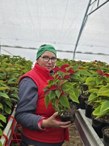 Serele de flori Gălănești: Crăciunițe și Cyclamen, prețuri bune și rezervări pentru revânzători