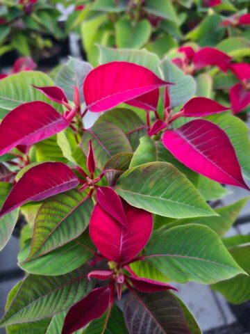 Serele de flori Gălănești: Crăciunițe și Cyclamen, prețuri bune și rezervări pentru revânzători