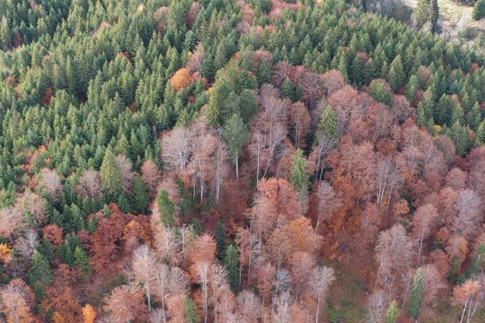 Peste 29% din teritoriul României este acoperit cu fond forestier, în creștere an de an Peste 29% din teritoriul României este acoperit cu fond forestier, în creștere an de an