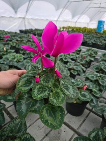 Serele de flori Gălănești: Crăciunițe și Cyclamen, prețuri bune și rezervări pentru revânzători