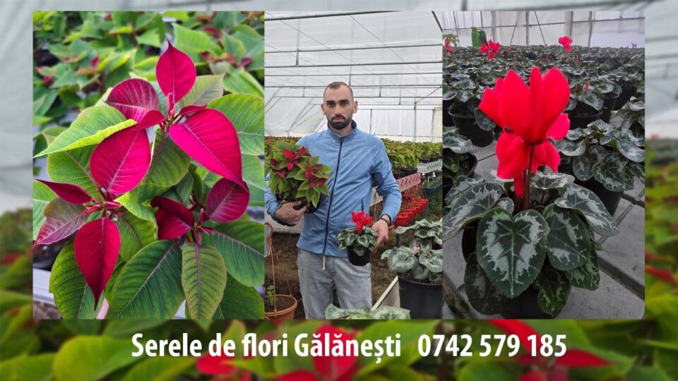 Serele de flori Gălănești: Crăciunițe și Cyclamen, prețuri bune și rezervări pentru revânzători